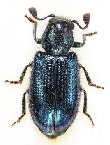 Réf. 180 280 : Necrobia violacea